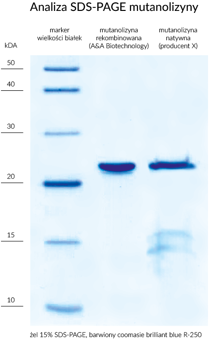 mutanolysin sds-page