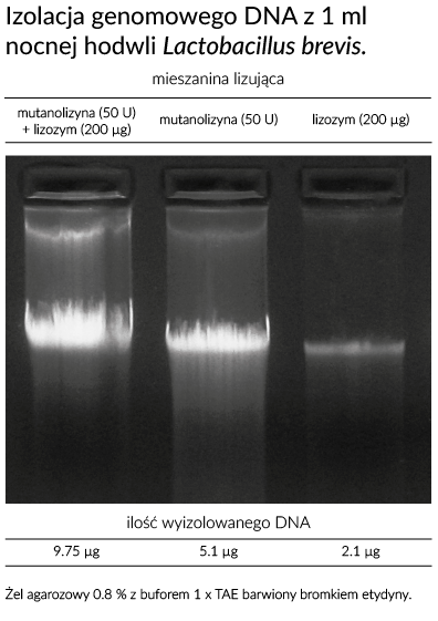 mutanolysin and lysozyme synergism